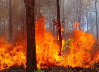 Wildfire-in-Wayanad