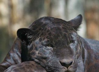 black-leopard