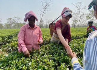 അസമിൽ തൊഴിലാളികൾക്ക് ഒപ്പം തേയില നുള്ളി പ്രിയങ്ക ഗാന്ധി priyanka gandhi