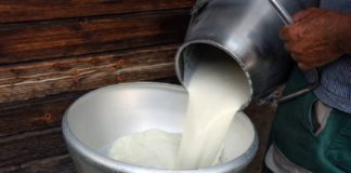 Toxicity in milk; Aflatoxin was confirmed in the samples