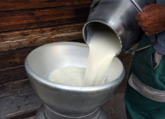 Toxicity in milk; Aflatoxin was confirmed in the samples