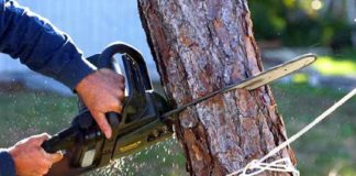 തണൽ മരങ്ങൾ മുറിച്ചു; പ്രതിഷേധം ശക്തമാകുന്നു cutting-trees