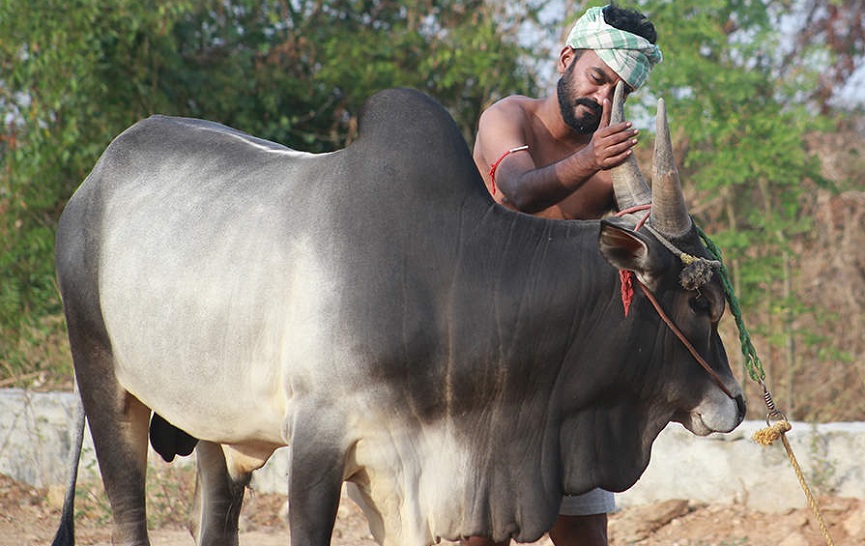 Appani Sarath with Jallikattu Kaalai