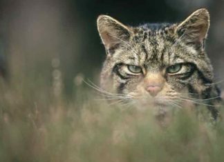 ഇറങ്ങിയത് പുലിയല്ല കാട്ടുപൂച്ചയാണ്; ഭയം വേണ്ടെന്ന് വനംവകുപ്പ്
