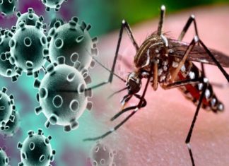 കോവിഡിനൊപ്പം ഡെങ്കിയും; സമാന ലക്ഷണങ്ങൾ; കടുത്ത ഭീതിയിൽ മലയോരം dengue-in-delhi