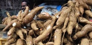 വിലയിടിഞ്ഞ് കിഴങ്ങ് വിളകളും; കർഷകർക്ക് വലിയ തിരിച്ചടി tapioca