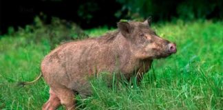 കാട്ടുപന്നി ആക്രമണം; വയനാട്ടിൽ വീട്ടമ്മക്ക് പരിക്ക് wild boar