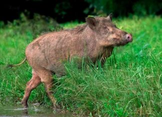 wild boar