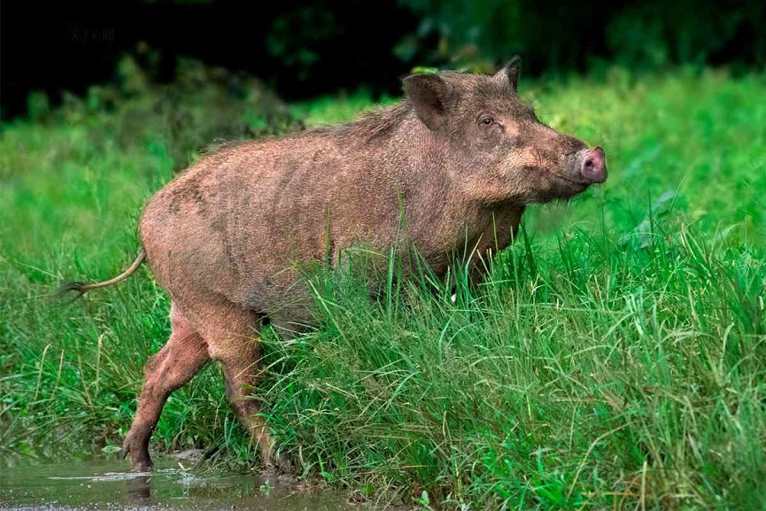 wild boar wild boar