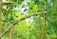 പ്ളാവിൽ കായ്ച്ചത് ചക്കയല്ല...പിന്നെയോ? അൽഭുതമായി മുക്കത്ത് ഒരു പ്ളാവ് kouthuka vartha