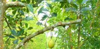 പ്ളാവിൽ കായ്ച്ചത് ചക്കയല്ല…പിന്നെയോ? അൽഭുതമായി മുക്കത്ത് ഒരു പ്ളാവ് kouthuka vartha