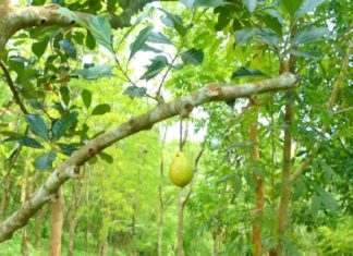 പ്ളാവിൽ കായ്ച്ചത് ചക്കയല്ല…പിന്നെയോ? അൽഭുതമായി മുക്കത്ത് ഒരു പ്ളാവ് kouthuka vartha