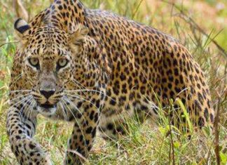 പുലി ഭീതിയിൽ മണ്ണാർക്കാട്; വളർത്തു നായയെ ആക്രമിച്ചു palakkad news