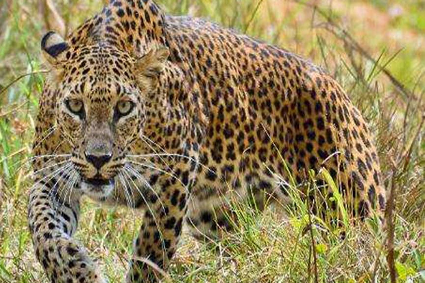 leopard palakkad news