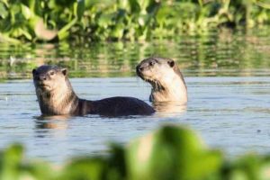 otter attack_kozhikode