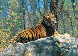 Tiger attack in wayanad