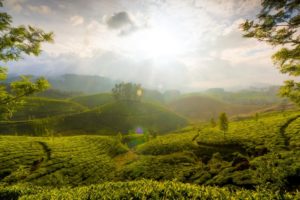 munnar_hills_kerala_