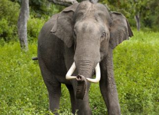ഷോളയൂരിൽ കാട്ടാന ആക്രമണം; ഒരാൾക്ക് ഗുരുതര പരിക്ക് elephant attack