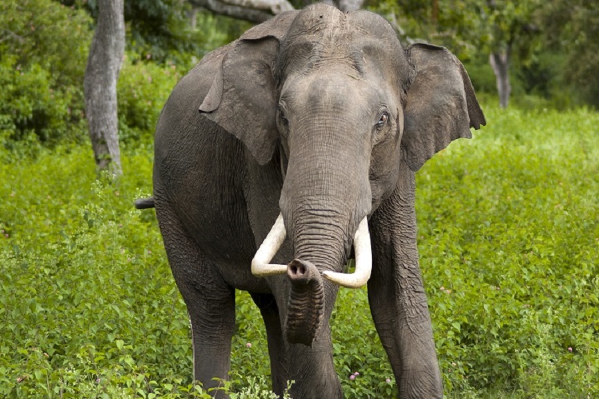 elephant attack elephant attack