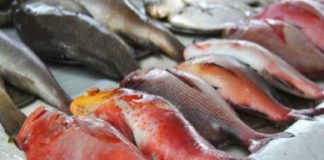 ഫോർമലിൻ കലർത്തിയ മൽസ്യവിൽപ്പന; കൊല്ലൻപിടിയിൽ 300 കിലോ പിടിച്ചെടുത്തു malappuram news