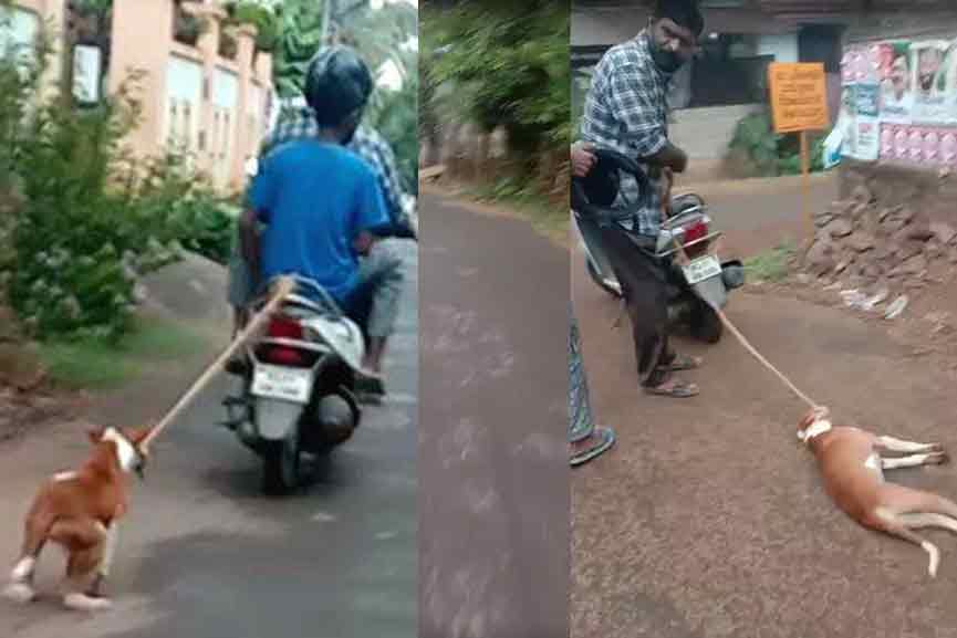Dog-Tied-on-Scooter