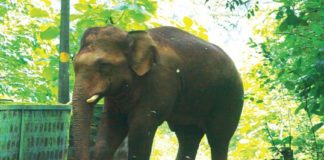 തൊറപ്പള്ളിയിൽ കാട്ടാന ശല്യം; സ്കൂൾ ചുറ്റുമതിൽ തകർത്തു wild elephant