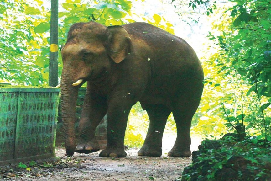 wild elephant wild elephant