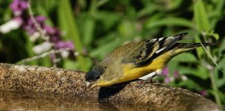 വേനലിൽ പക്ഷികൾക്ക് തണ്ണീർക്കുടം ഒരുക്കി സൗഹൃദ ബറോട്ടി ക്ളബ്ബ് birds