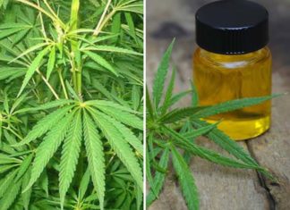 രാമനാട്ടുകരയിൽ 3 കോടിയുടെ ഹാഷിഷ് ഓയിലുമായി ഒരാൾ പിടിയിൽ