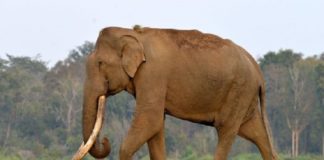 മുത്തപ്പൻ പുഴയിൽ കാട്ടാന ഇറങ്ങി; വ്യാപക കൃഷിനാശം wild elephant