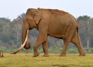 മുത്തപ്പൻ പുഴയിൽ കാട്ടാന ഇറങ്ങി; വ്യാപക കൃഷിനാശം wild elephant