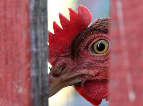 സംസ്ഥാനത്ത് കുതിച്ചുയർന്ന് കോഴിവില Poultry prices