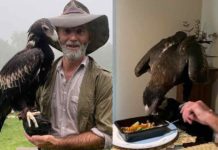 Des,-the-wedge-tailed-eagle