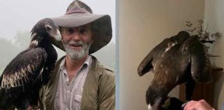 മേശപ്പുറത്തിരുന്ന് ആഹാരം, സ്വന്തമായി ഇൻസ്റ്റഗ്രാം അക്കൗണ്ട്; നിസാരനല്ല ഈ കഴുകൻ