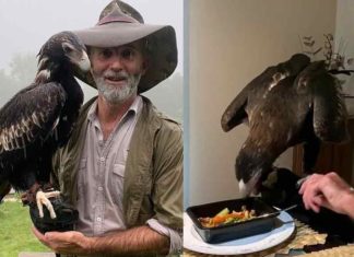 മേശപ്പുറത്തിരുന്ന് ആഹാരം, സ്വന്തമായി ഇൻസ്റ്റഗ്രാം അക്കൗണ്ട്; നിസാരനല്ല ഈ കഴുകൻ