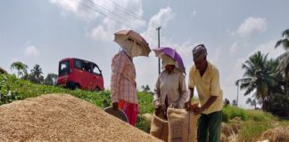 ജില്ലയിൽ നെല്ല് സംഭരണം വൈകുന്നു; കർഷകർ പ്രതിഷേധത്തിൽ paddy collection