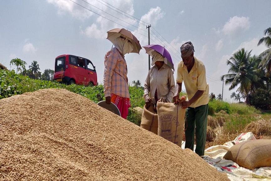 paddy collection paddy collection