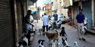 kozhikode street dogs