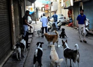 kozhikode street dogs