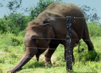 വന്യമൃഗ ശല്യം രൂക്ഷമാവുന്നു; വൈദ്യുതി വേലിക്കായി ജനകീയ കൂട്ടായ്മ