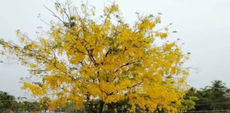 ഇല്ല ഇനിയീ പൂക്കാലം; ദേശീയ പാതയോരത്തെ കണിക്കൊന്ന നൊമ്പരമാവുന്നു moorad-palolippalam