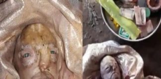 മനുഷ്യ സമാനമായ മുഖത്തോടെ ജനിച്ച ആട്ടിൻകുട്ടി; ദൈവമായി കണ്ട് ആരാധിച്ച് ഒരു ഗ്രാമം baby_goat_with_human_face