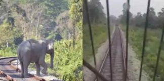 കാട്ടാനയ്ക്കും കുട്ടിയാനയ്ക്കും പാളം കടക്കാൻ ട്രെയിൻ നിർത്തി ലോക്കോ പൈലറ്റുമാർ; വീഡിയോ വൈറലാകുന്നു