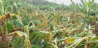 เดตเตเดจเตฝ เดฎเดด; เดถเตเดฐเตเดเตเดทเตโเดฃเดชเตเดฐเดคเตเดคเต เดตเตเดฏเดพเดชเด เดจเดพเดถเด