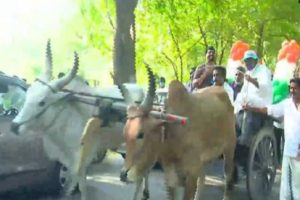 bullock cart