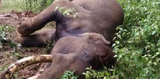 വായിൽ മുറിവുകളുമായി കൊമ്പനാന ചരിഞ്ഞ നിലയിൽ wild elephant