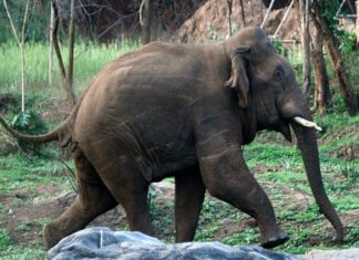 കുട്ട്യാനത്ത് ‘കുട്ടിയാന’ ഇറങ്ങി; നാട്ടുകാർ ആശങ്കയിൽ