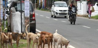 തെരുവ് നായ ആക്രമണം വീണ്ടും രൂക്ഷമായി പടിഞ്ഞാറത്തറ street dogs in wayanad