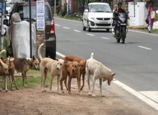 street dogs in wayanad