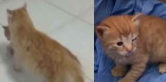 കുഞ്ഞിന് ചികിൽസ തേടി തള്ളപ്പൂച്ച ആശുപത്രിയിൽ; പരിചരിച്ച് ഡോക്ടർ